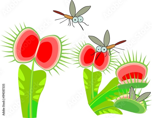 Venus flytrap or Dionaea muscipula and mosquitoes. Carnivorous plant