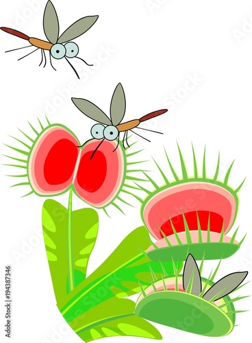 Venus flytrap or Dionaea muscipula and mosquitoes. Carnivorous plant