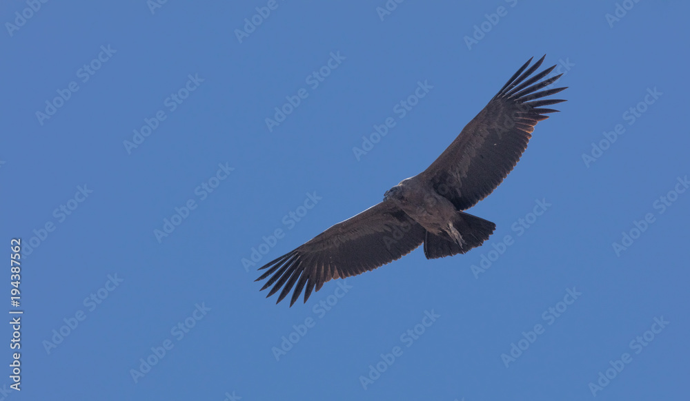 Condor flying in Peru Condor flying in Peru
