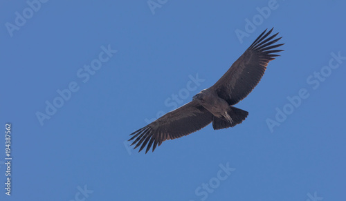Condor flying  in Peru © ssviluppo