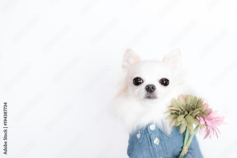 Obraz premium チワワとガーベラの花束