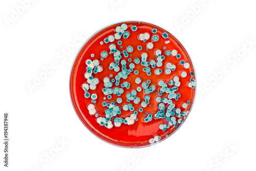 mold plate