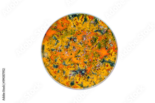 colorful petri dish