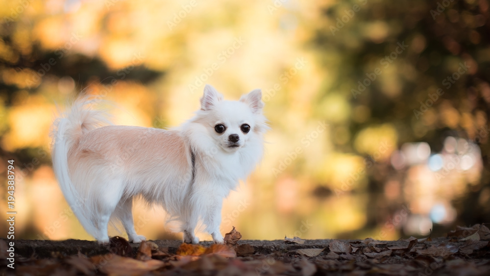 Fototapeta premium 秋色の景色とチワワ