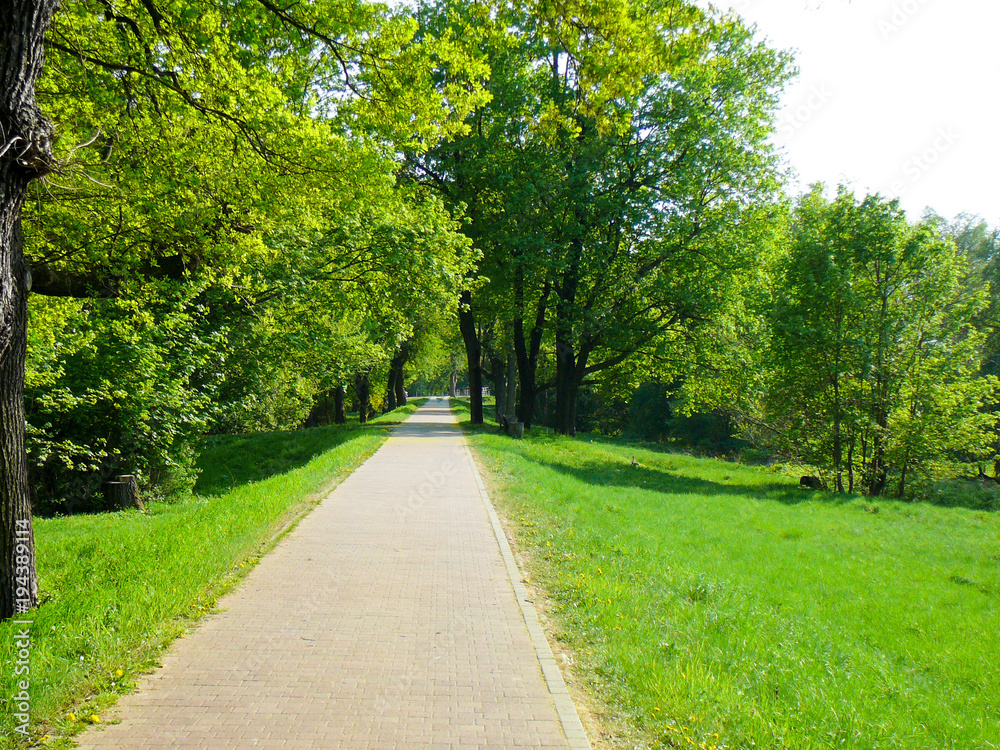 leerer Radweg mit satten grünen Wiesen und Bäumen in einem Park bei sonnigem Wetter