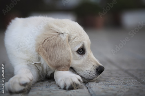Golden Retriever Puppy Dog Animal Pet Cute © zzuneda
