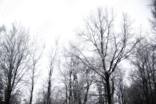 background of tree branches winter / silhouettes of empty branches without leaves against a white sky background. Winter forest concept, nature. Abstract winter background.