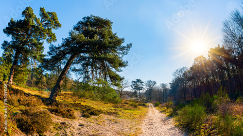 Path through a landscape with forest and trees in bright sunshine