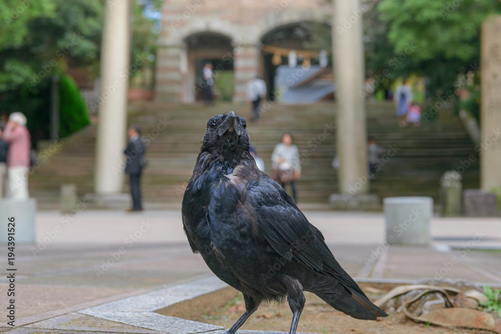 Obraz premium 街中のカラス