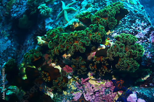 Fototapeta Naklejka Na Ścianę i Meble -  colony of sea anemones under water corals