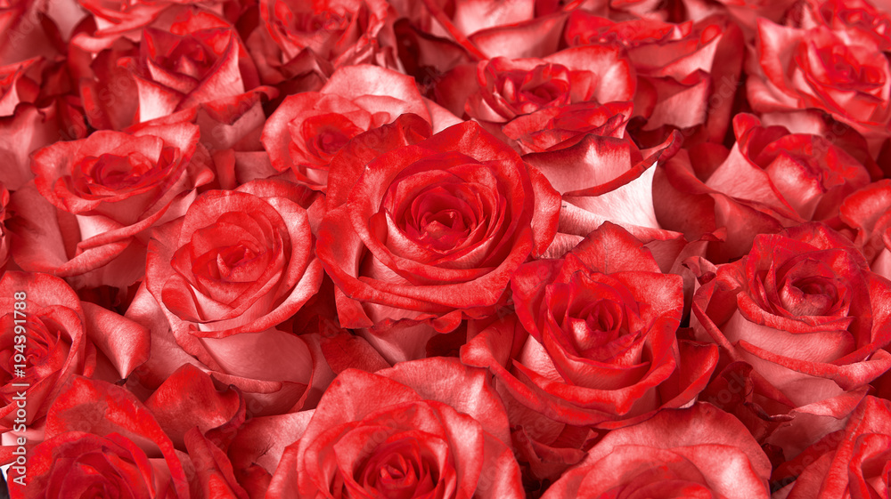 floral background. roses background floral background. roses background