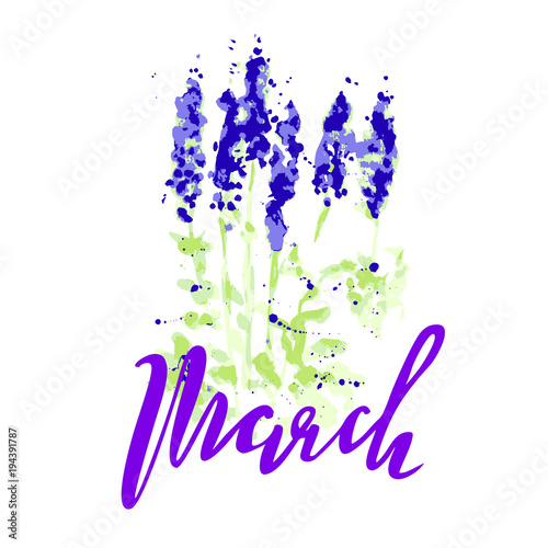 Vector illustration of wildflowers, painting lupines on a white background