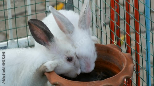 Two cute white rabbits drink water from brown clay pot in a cage