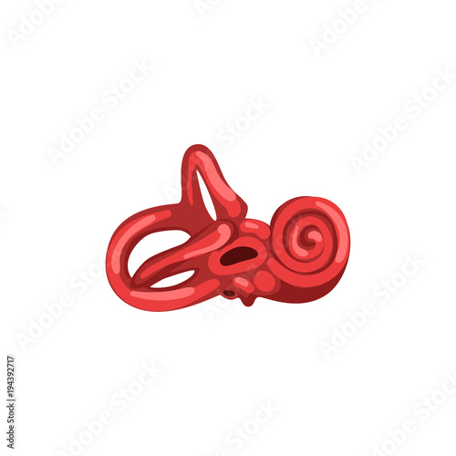 Inner ear, human internal organ anatomy vector Illustration on a white background