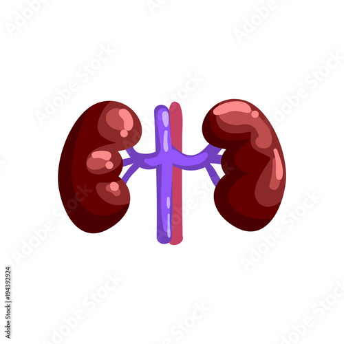 Human kidneys, internal organ anatomy vector Illustration on a white background