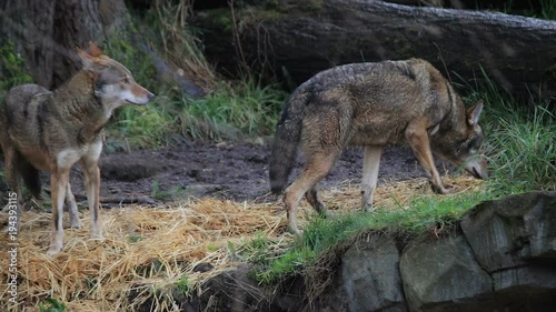 pair of red wolfs track in forest