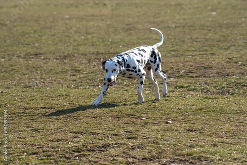 A young beautiful Dalmatian dog running on the grass