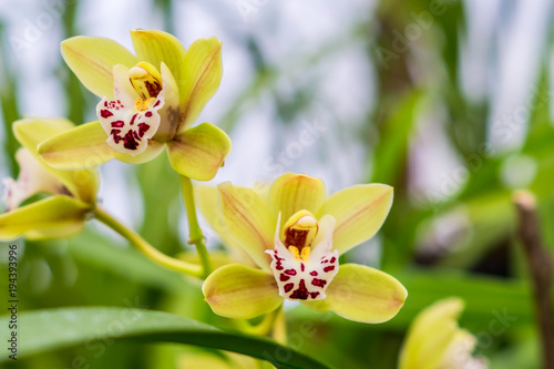 yellow exotic orchid flower closeup, soft focus