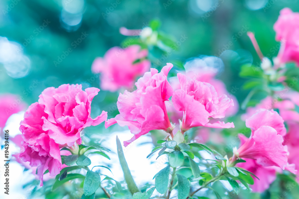 Obraz premium blooming pink azalea, toned, soft focus. Flower background