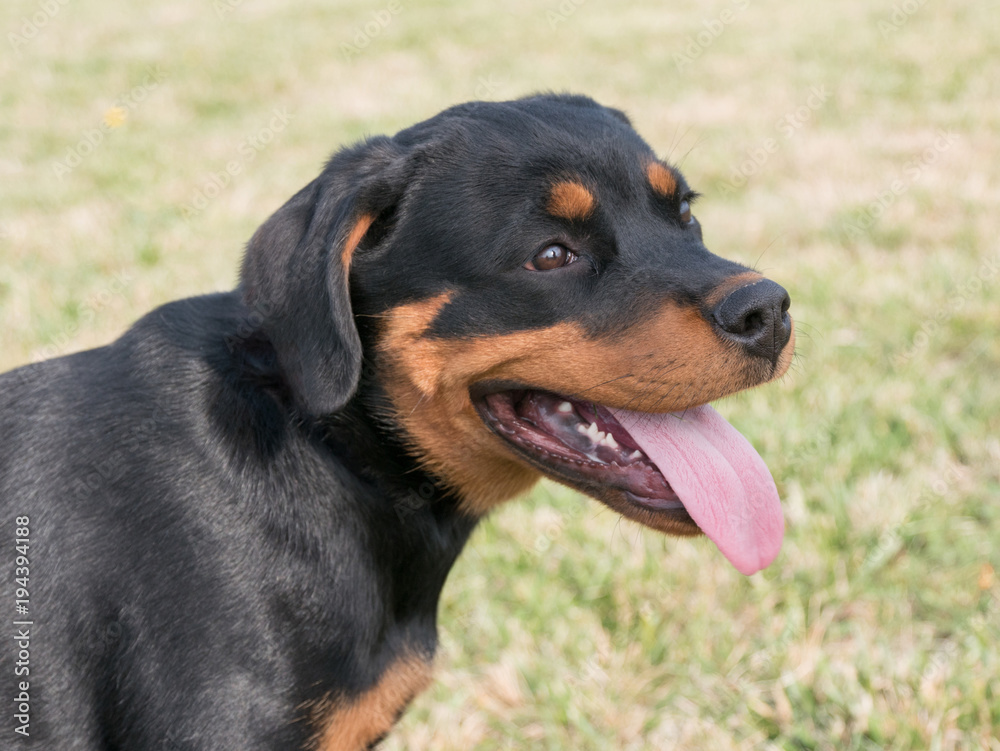 Head shot of Rottweiler. Selective focus on the dog