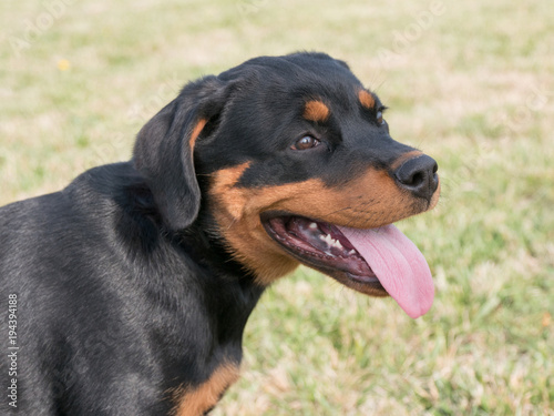 Head shot of Rottweiler. Selective focus on the dog