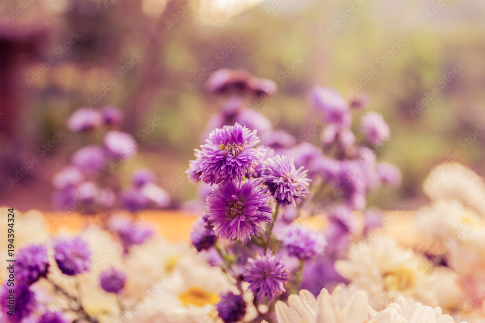 Obraz premium Abstract flower background soft light on sunshine,spring season is coming.