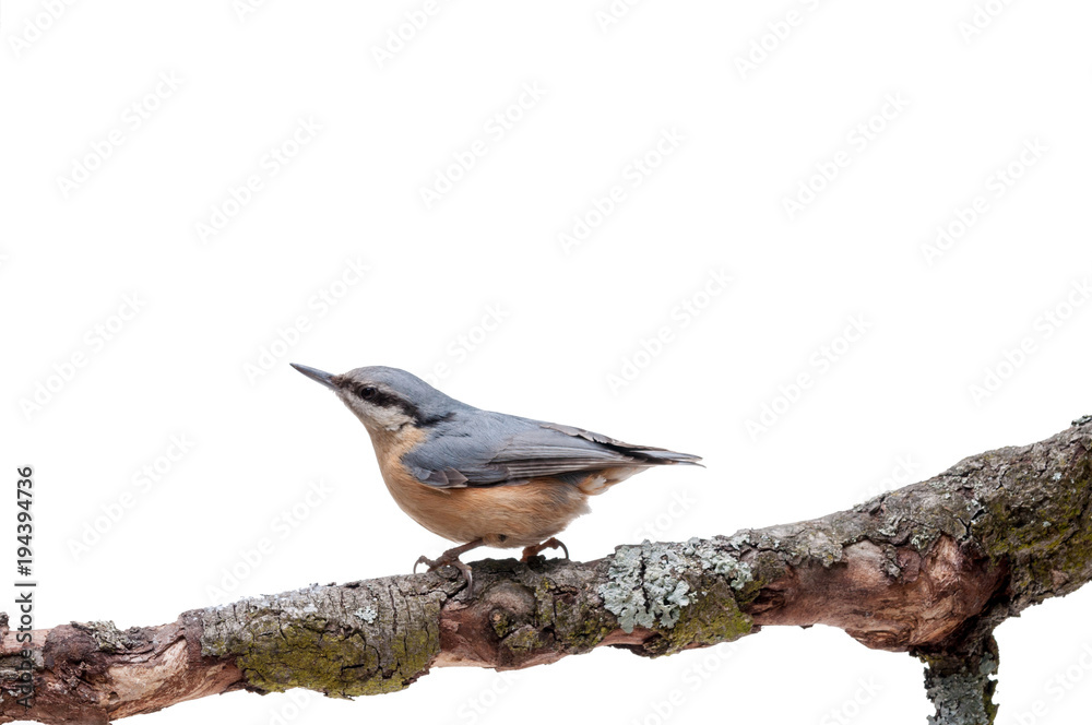 European nuthatch Sitta europaea on white background European nuthatch Sitta europaea on white background