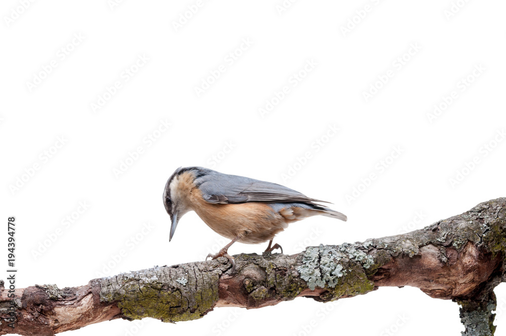 Fototapeta premium European nuthatch Sitta europaea on white background