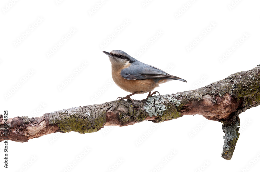 Fototapeta premium European nuthatch Sitta europaea on white background