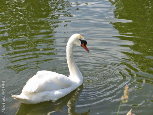 White swan