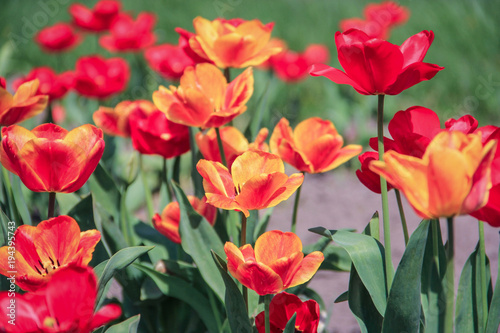 Tulips growing in the sun. Glade with orange and red tulips. Orange tulips in the open air. Tulips under the sun. Garden with tulips. A flower bed of beautiful tulips. Bright tulips. Spring beautiful 