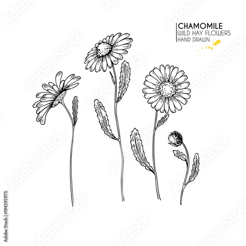 Hand drawn wild hay flowers. Chamomile or daisy flower. Vintage engraved art. Botanical illustration. Good for cosmetics, medicine, treating, aromatherapy, nursing, package design, field bouquet.
