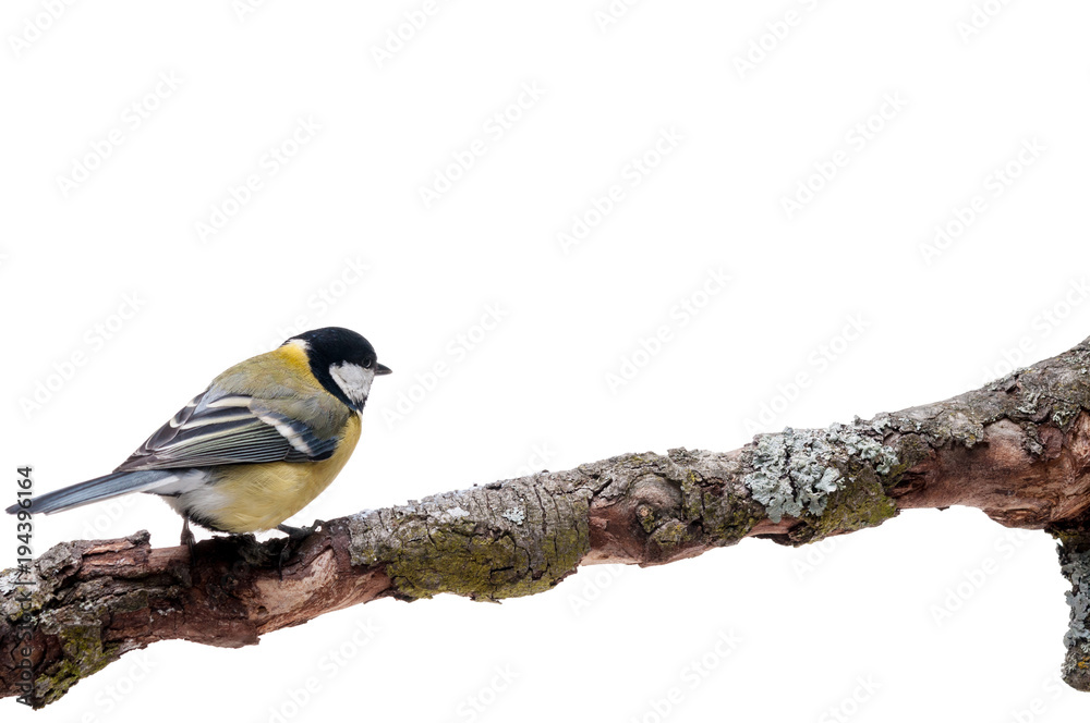 Fototapeta premium Great Tit in front of white background