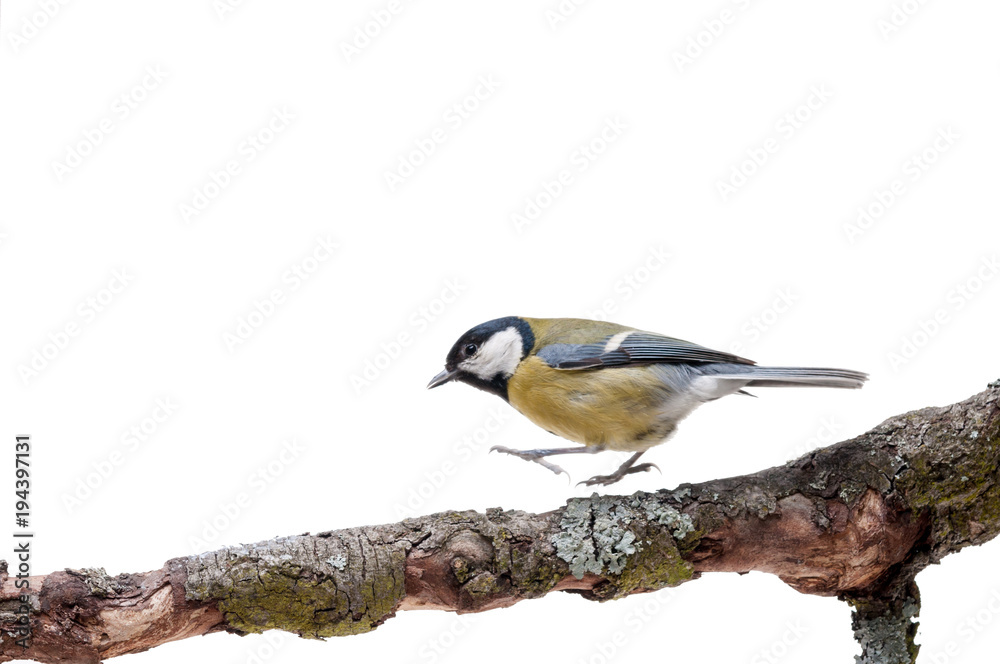 Naklejka premium Great Tit in front of white background
