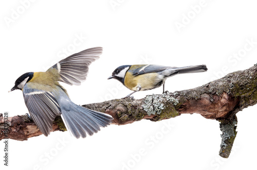 Great Tit in front of white background