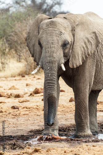 Majestic african elephants  Etosha  Namibia