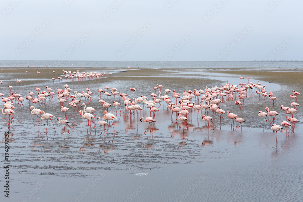 colony of Rosy Flamingo, africa wildlife