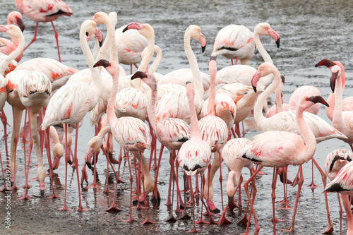 colony of Rosy Flamingo, africa wildlife