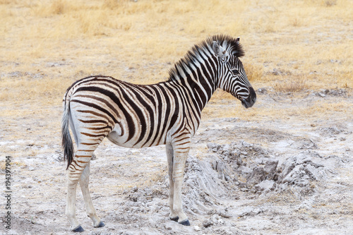 cute baby of Zebra in african bush