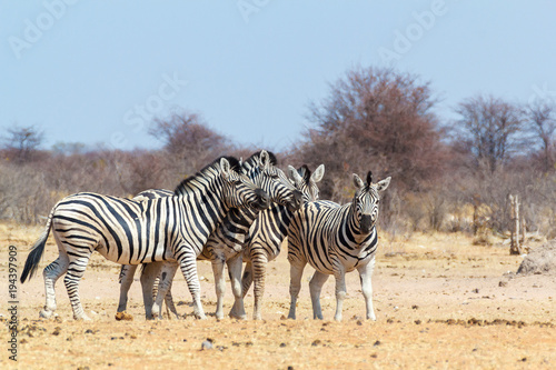 Zebra family in african bush