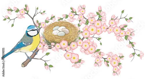 Blaumeise im Frühling auf Zweig mit Blüten zum Osterfest