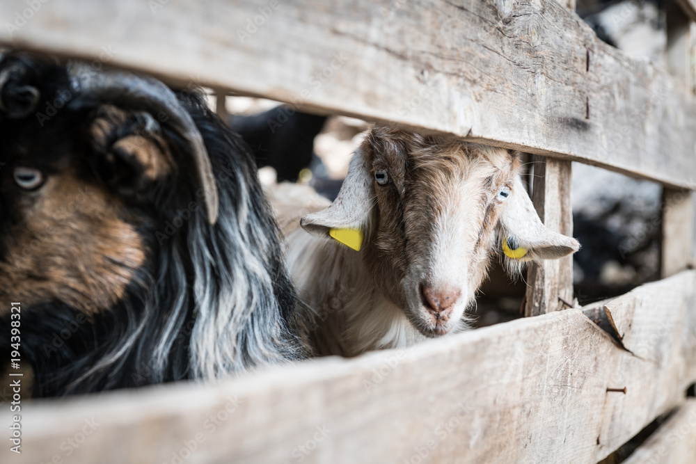 Fototapeta premium White and black goats stand behind fencing, their heads stick out only