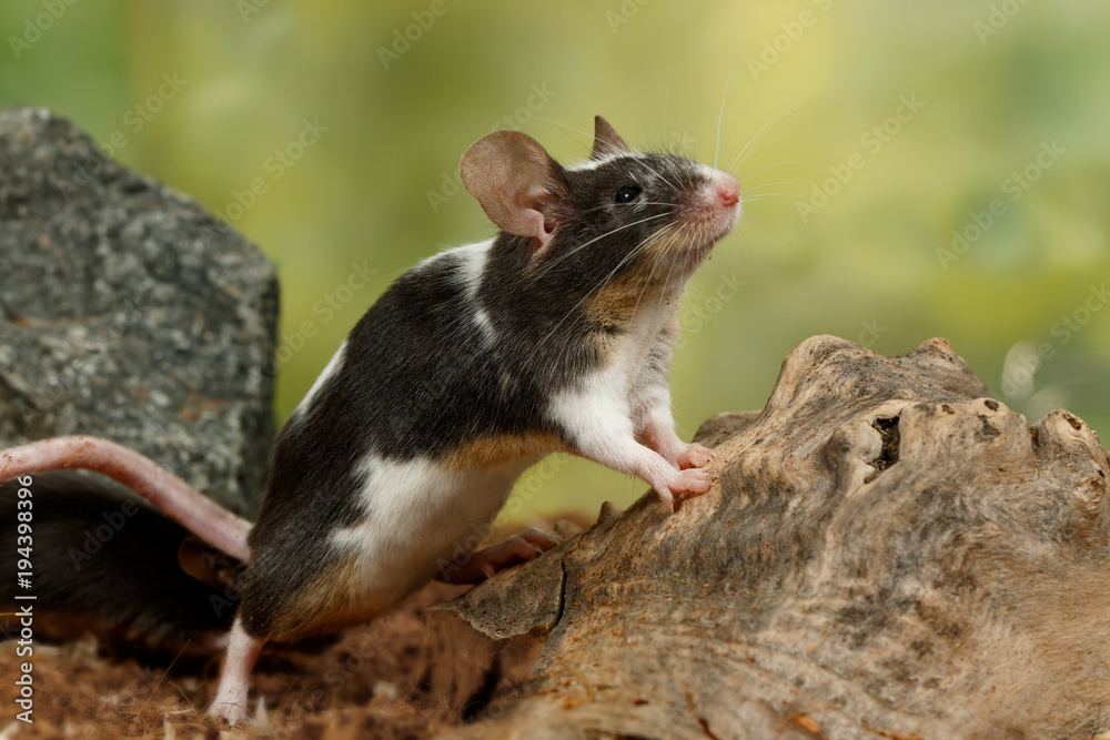 Closeup black and white decorative mouse stands on the back of the paws and looking up near old wood and stone Closeup black and white decorative mouse stands on the back of the paws and looking up near old wood and stone