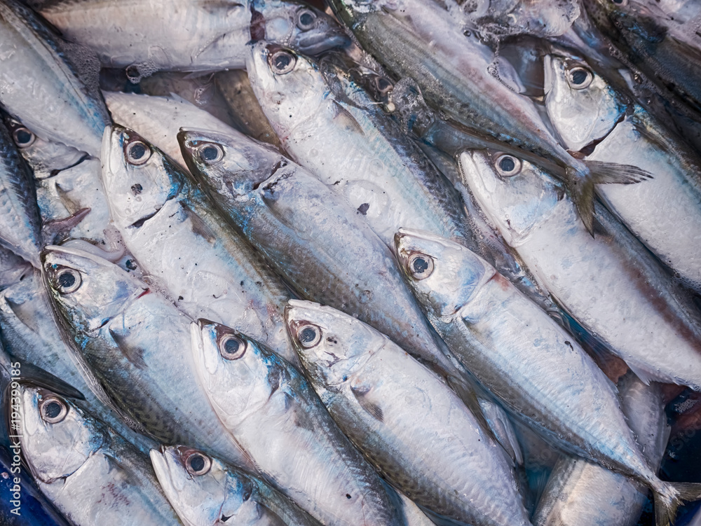 Fototapeta premium Mackerel fish on market table for sell