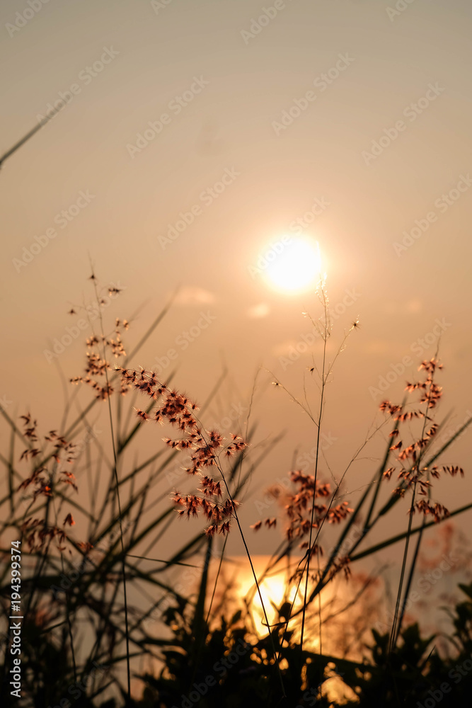 grass flower, sea and sunset.