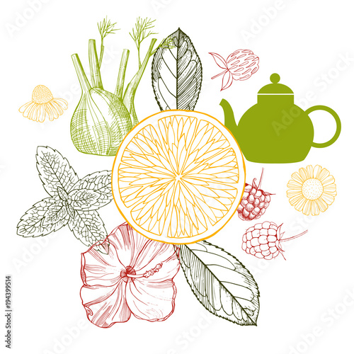 Herbal tea. Vector sketch  illustration.