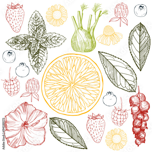 Herbal tea. Vector sketch  illustration.