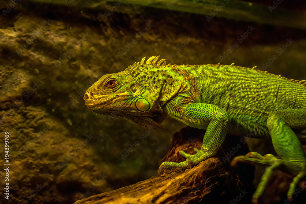 Naklejka premium Close-up of green iguana