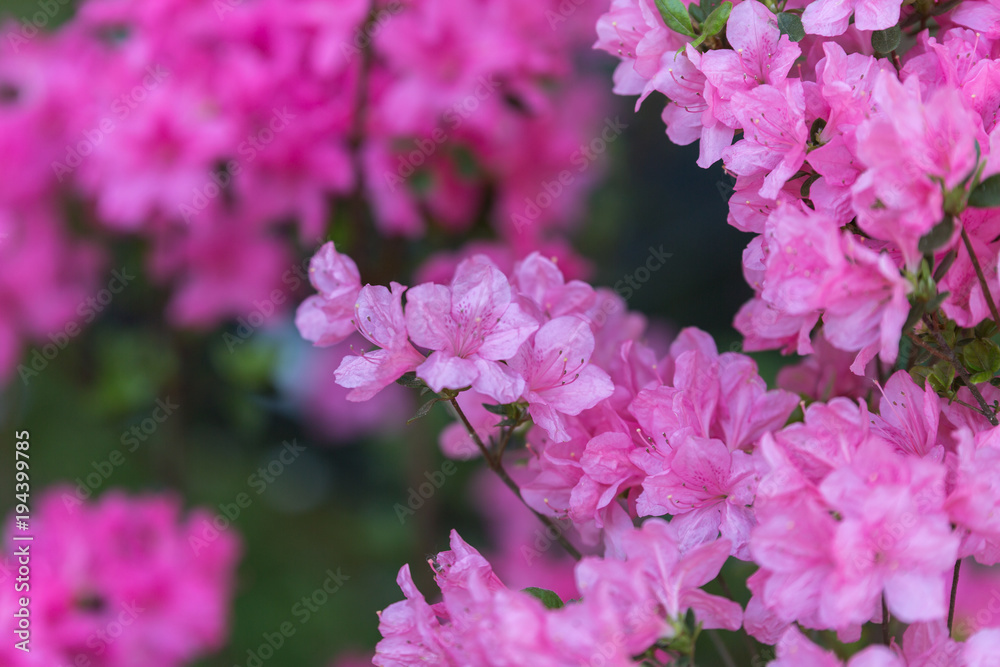 Beautiful Pink Flowers with Green Leaves in Green Meadow Beautiful Pink Flowers with Green Leaves in Green Meadow