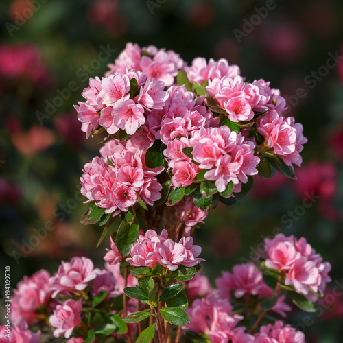 Blossoming Pink Azalea Flowers in a Garden